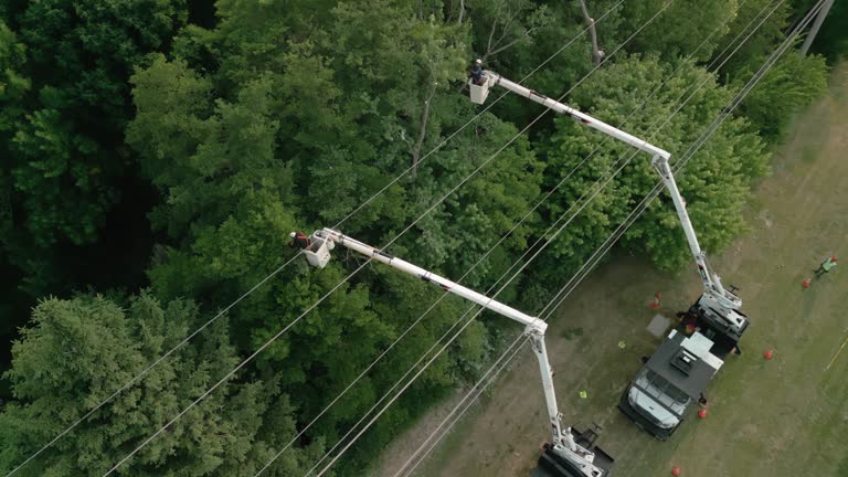 Best Emergency Tree Removal  in Independence, WI