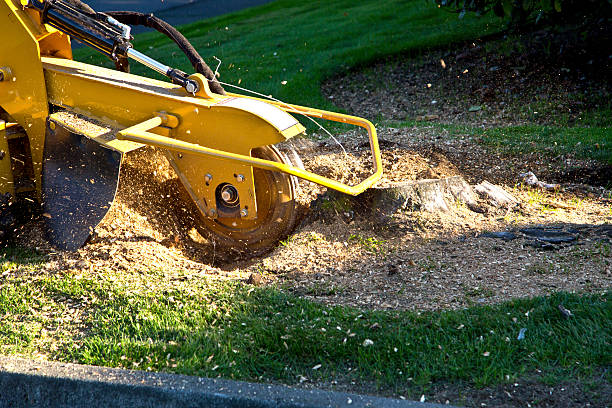 Best Stump Grinding and Removal  in Independence, WI