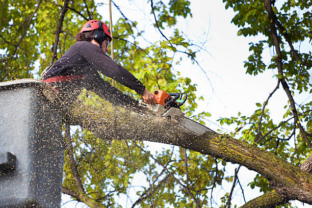 Best Firewood Processing and Delivery  in Independence, WI